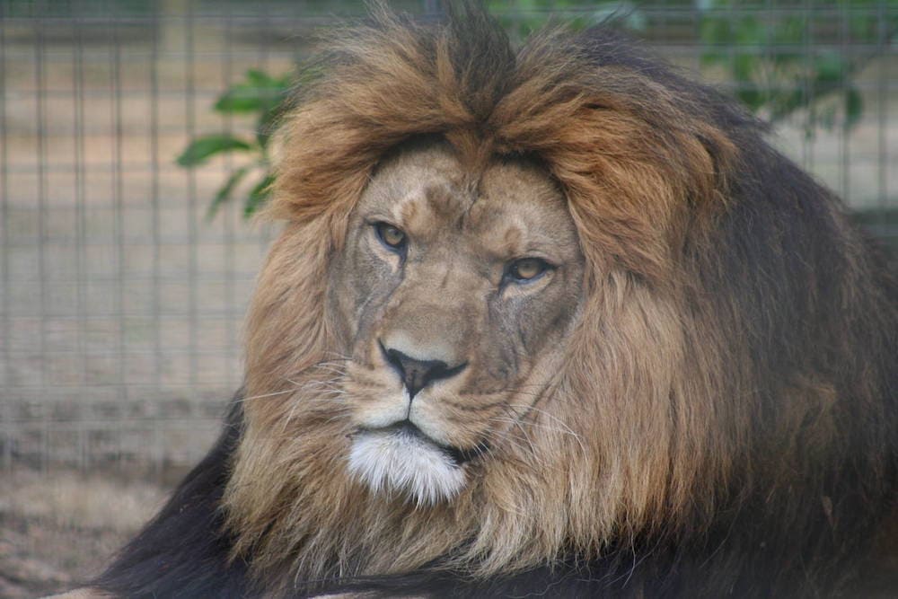 Regale e solenne, il Leone, simbolo delle sconfinate pianure africane, è tra i predatori terrestri più possenti e che Natura volle, dalle tipiche sfumature fulve e altrettanto, bianco e nero • Terzo Pianeta • https://terzopianeta.info