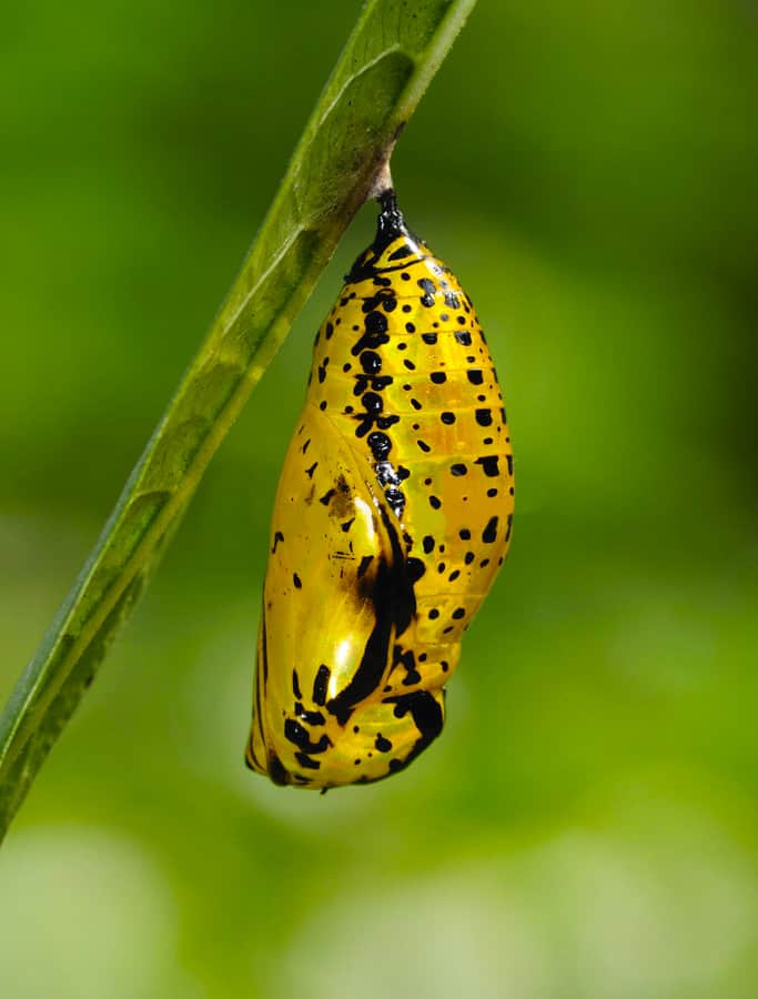 Farfalle e falene: il variopinto cosmo dei Lepidotteri • Terzo Pianeta • https://terzopianeta.info