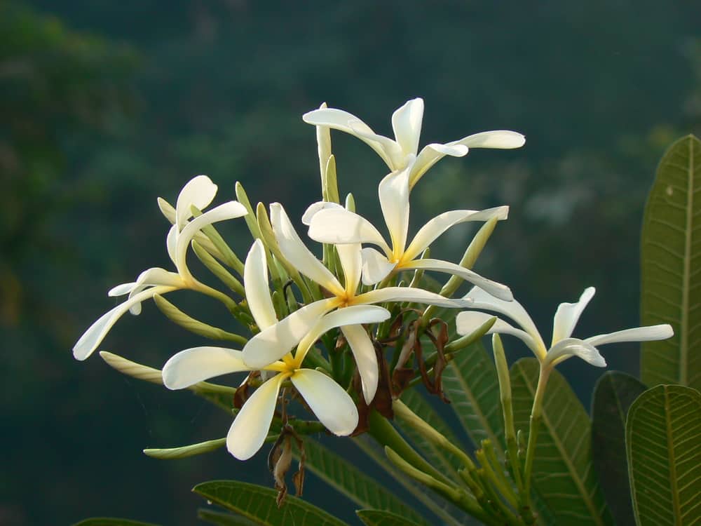 Origini, caratteristiche e simbologia della Plumeria, pianta tropicale altrimenti detta Frangipani, dalla variopinta e fragrante fioritura • TerzoPianeta.info • https://terzopianeta.info